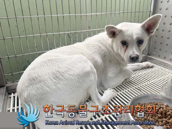 종료(안락사) 믹스…