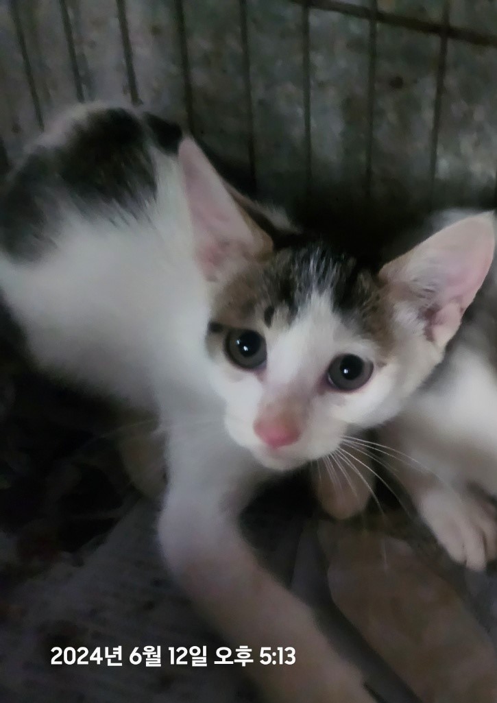 울산유기동물보호센터_431372202400295