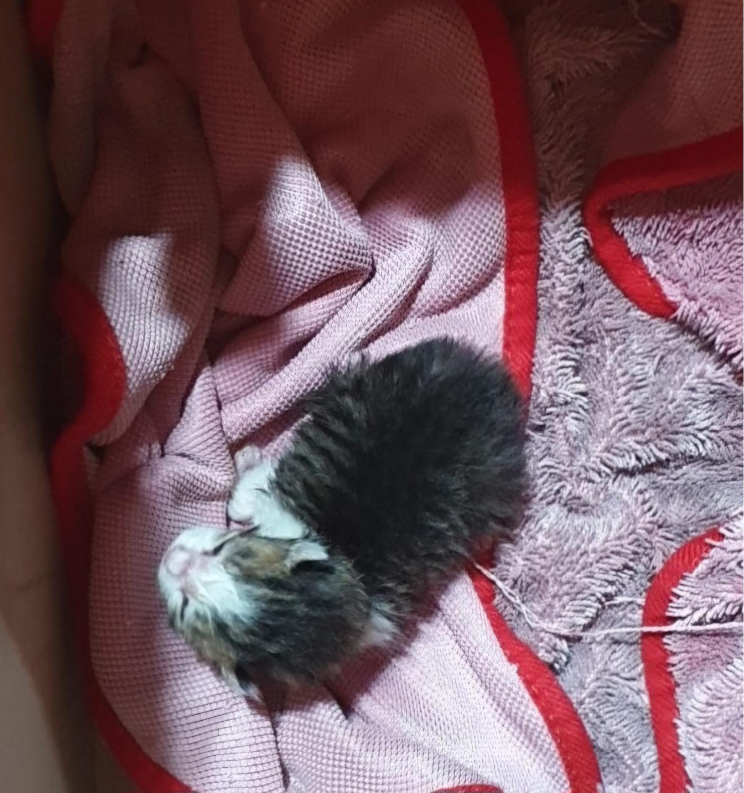 보호중 한국 고양이…