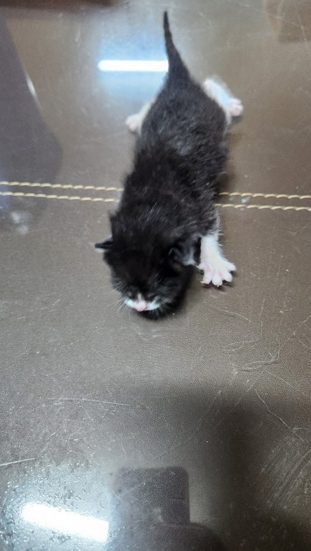 익산유기동물보호소_445468202401726