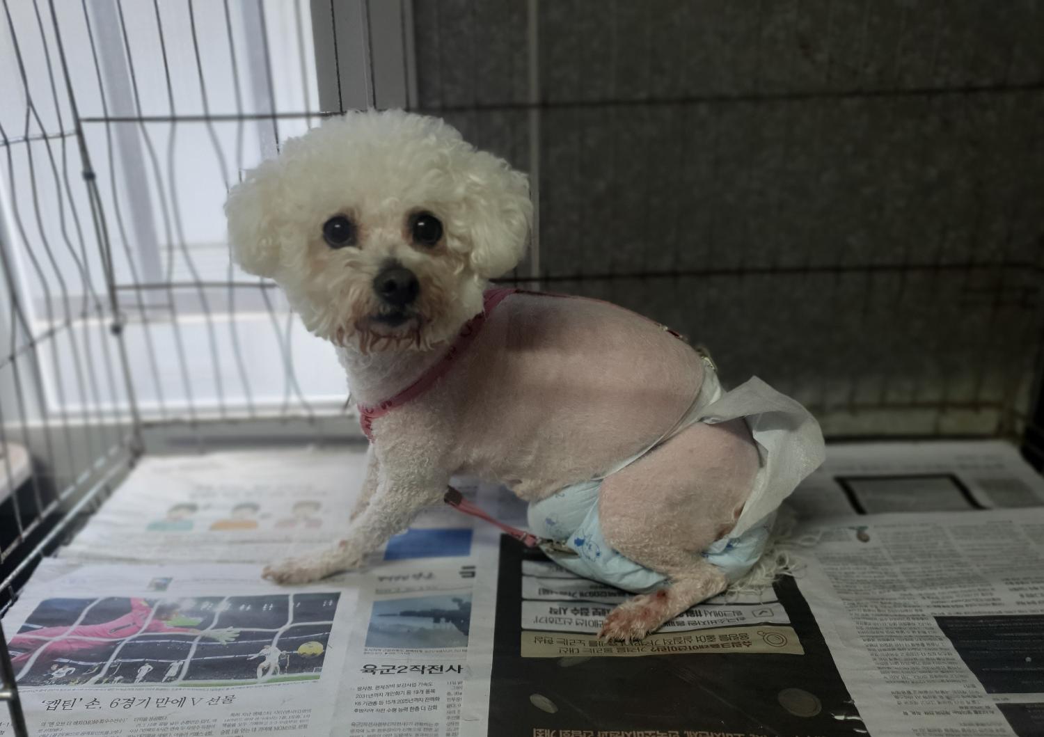 창원유기동물보호소_448567202400856