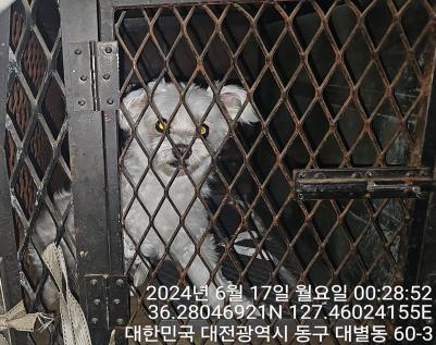 보호중 말티즈의 가…