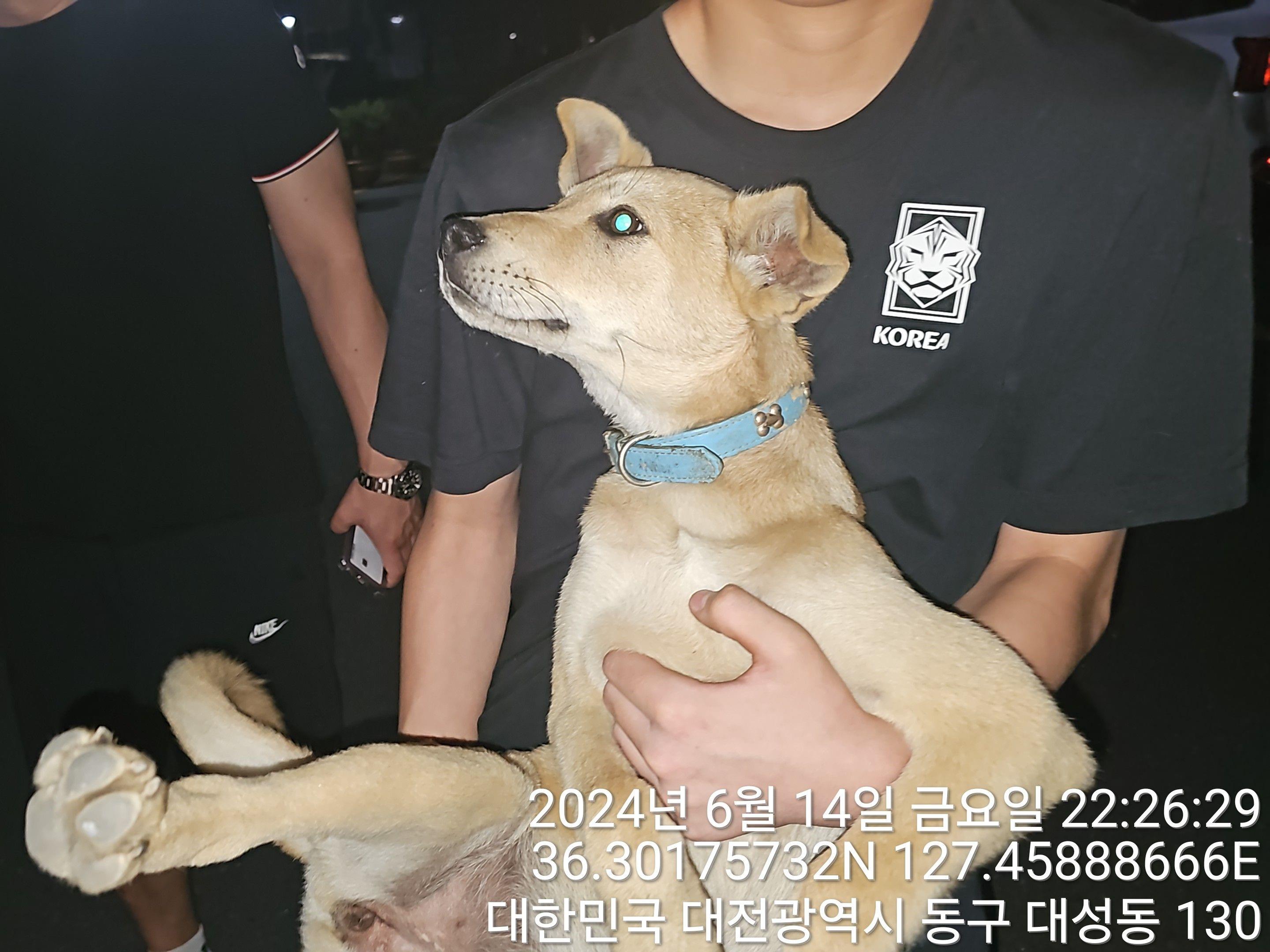 보호중 믹스견의 가…