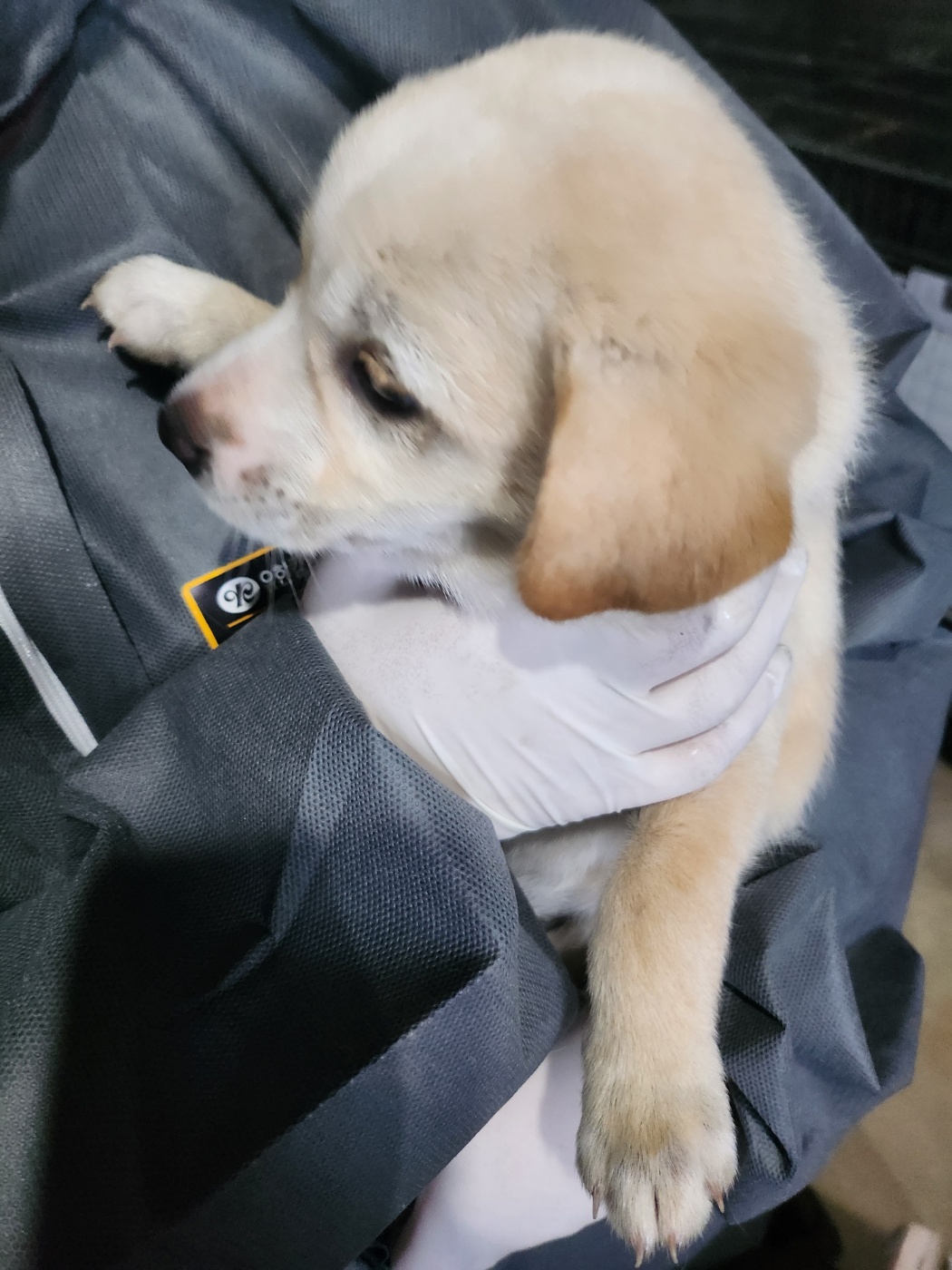 금일동물보호센터_444460202400675