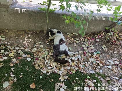 대전동물보호센터_430364202400217