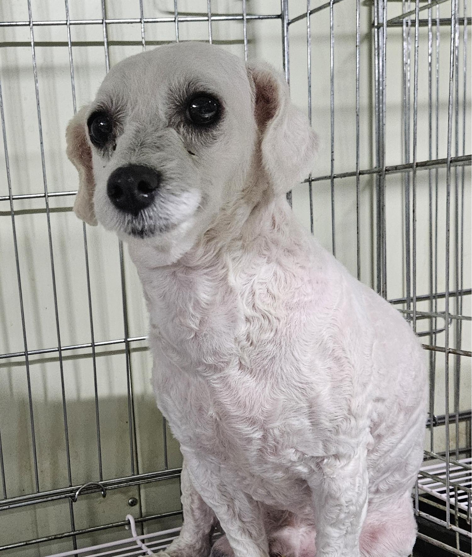 대구유기동물보호센터_427342202400578