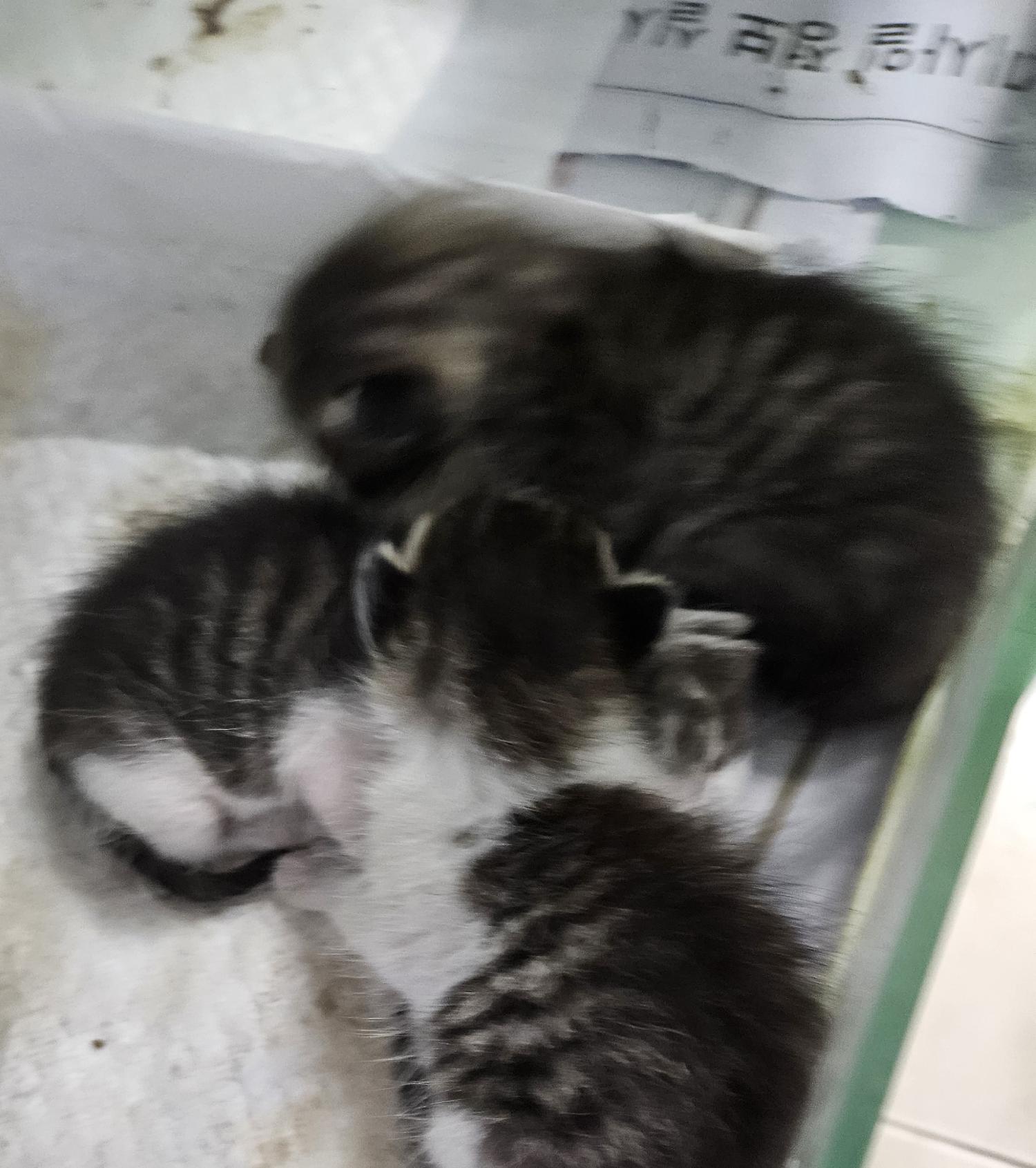 대구유기동물보호협회_427345202400325