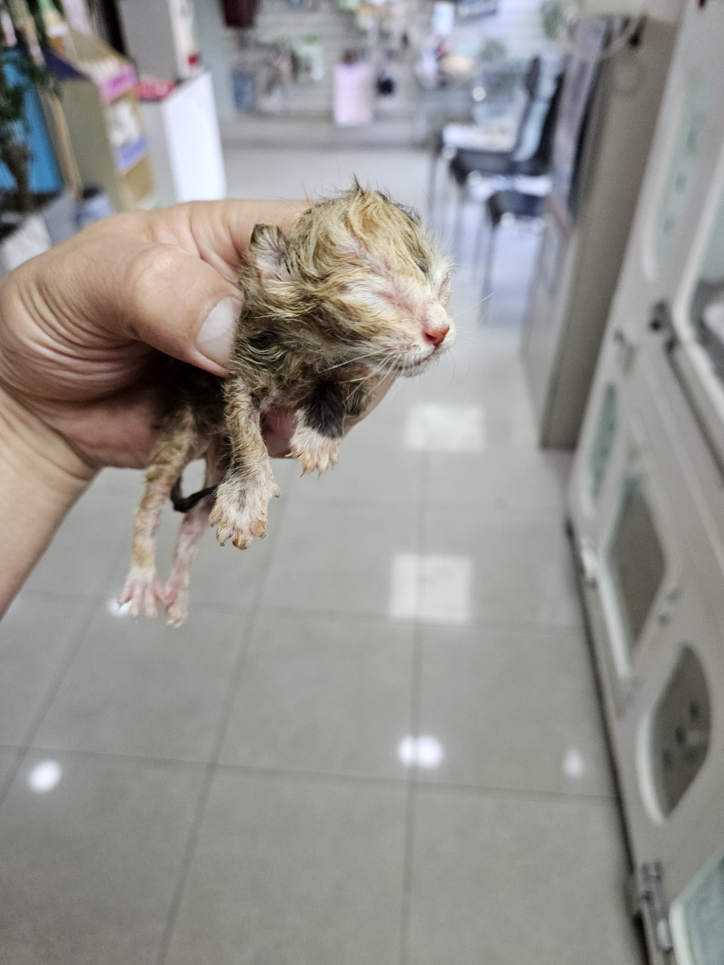 보호중 한국 고양이…