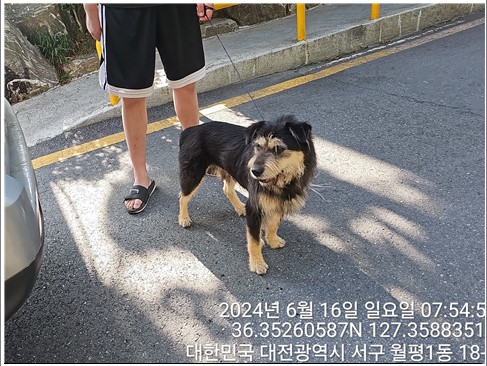 대전동물보호센터_430366202400288