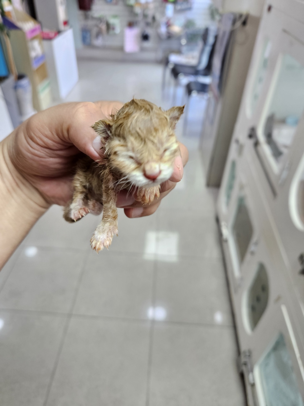 보호중 한국 고양이…