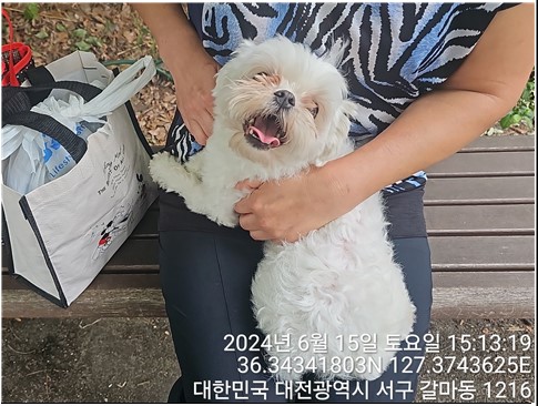 종료(반환) 말티즈…