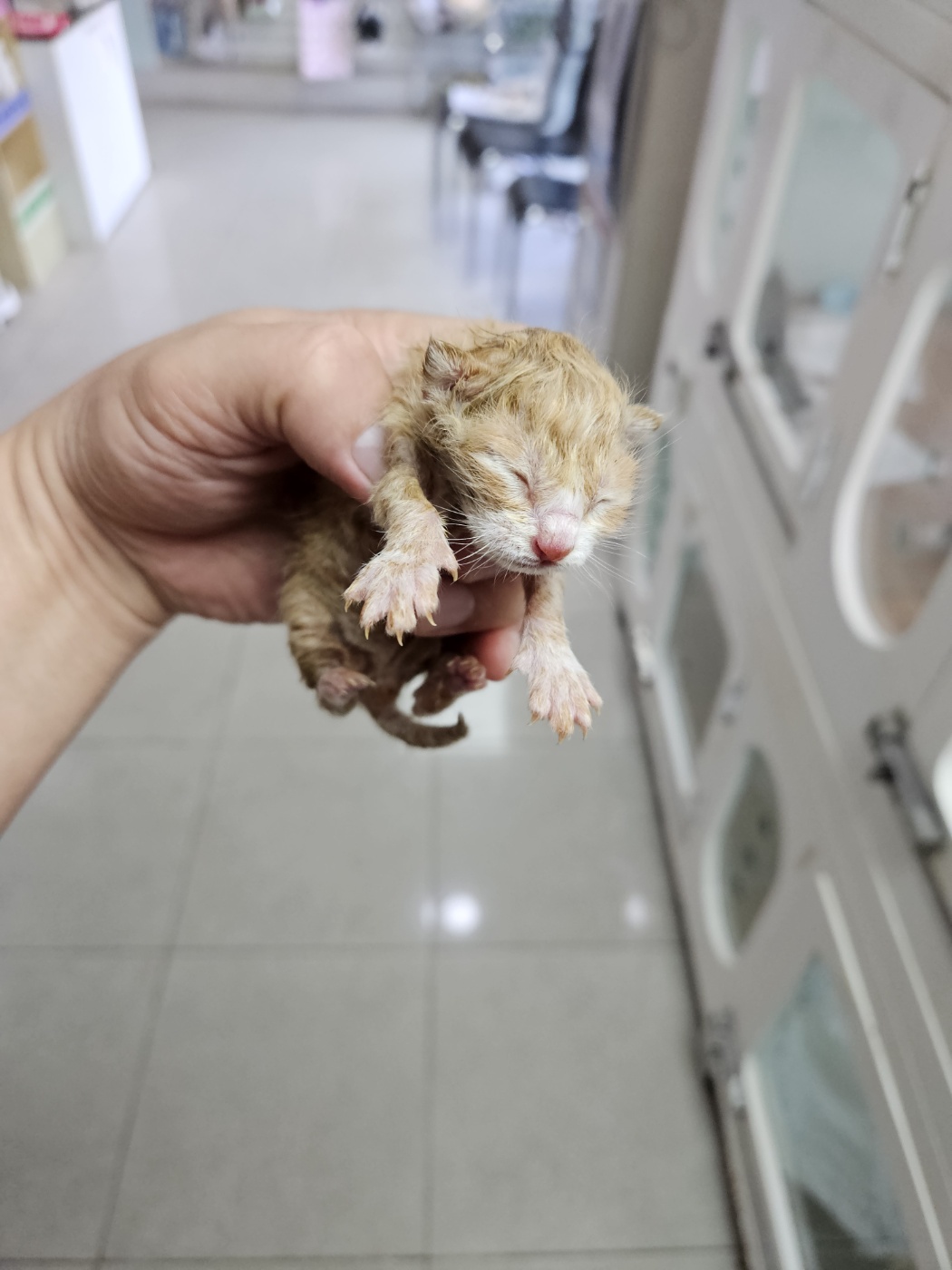 보호중 한국 고양이…