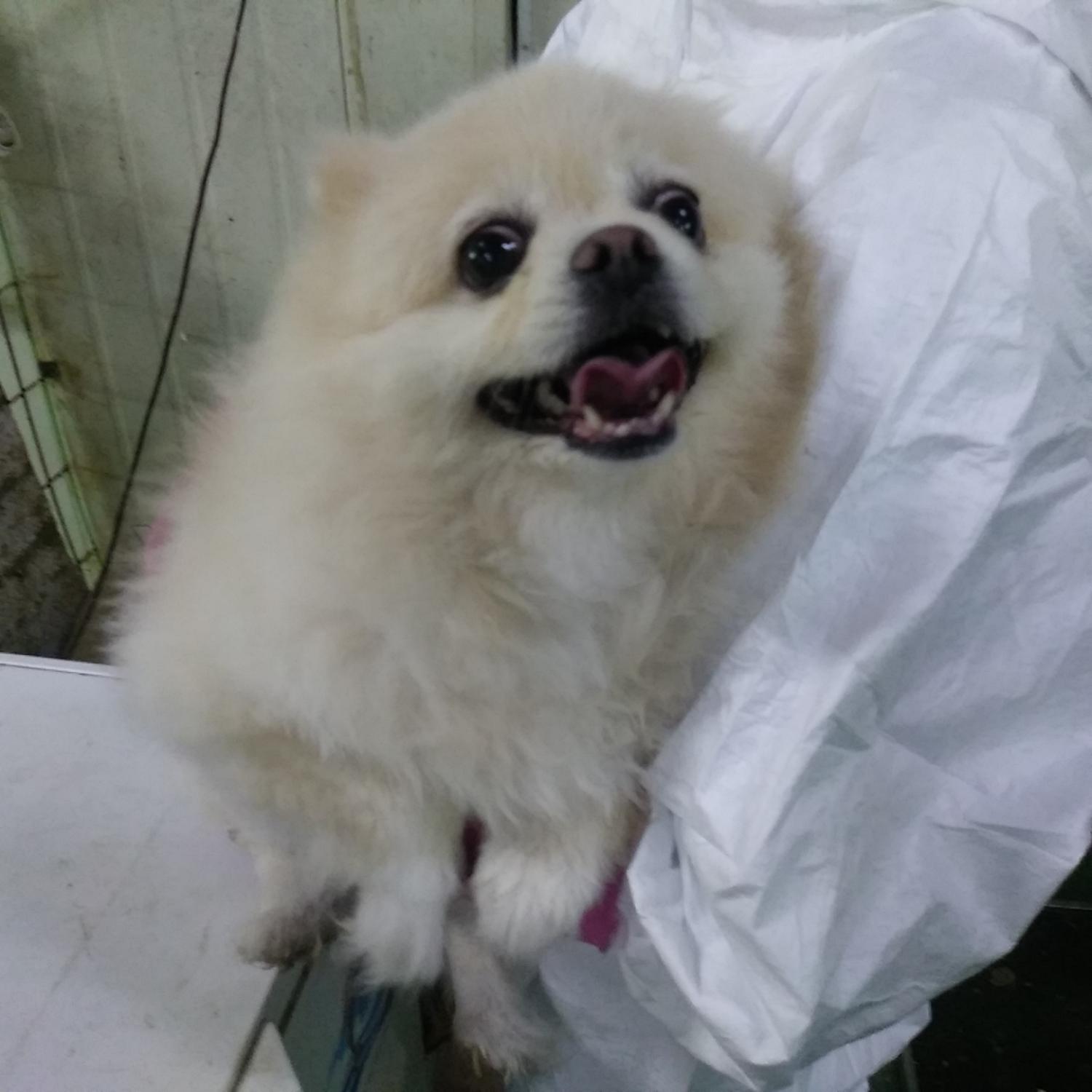 인천광역시수의사회_428351202400447