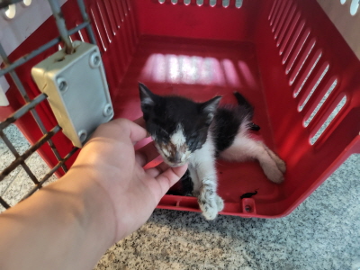 (사)동부동물보호협회_426331202400156