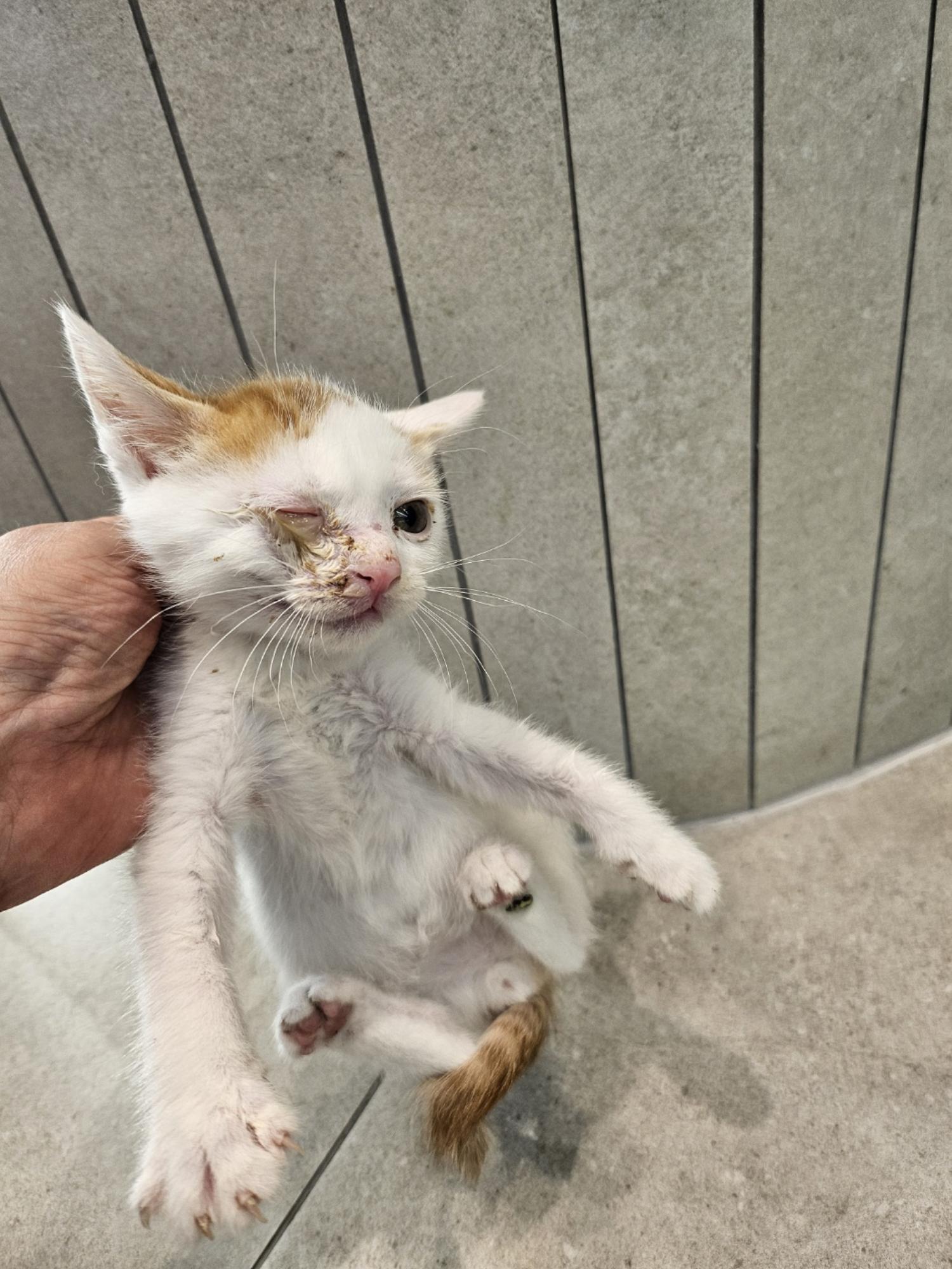 거제시유기동물보호소_448537202400931