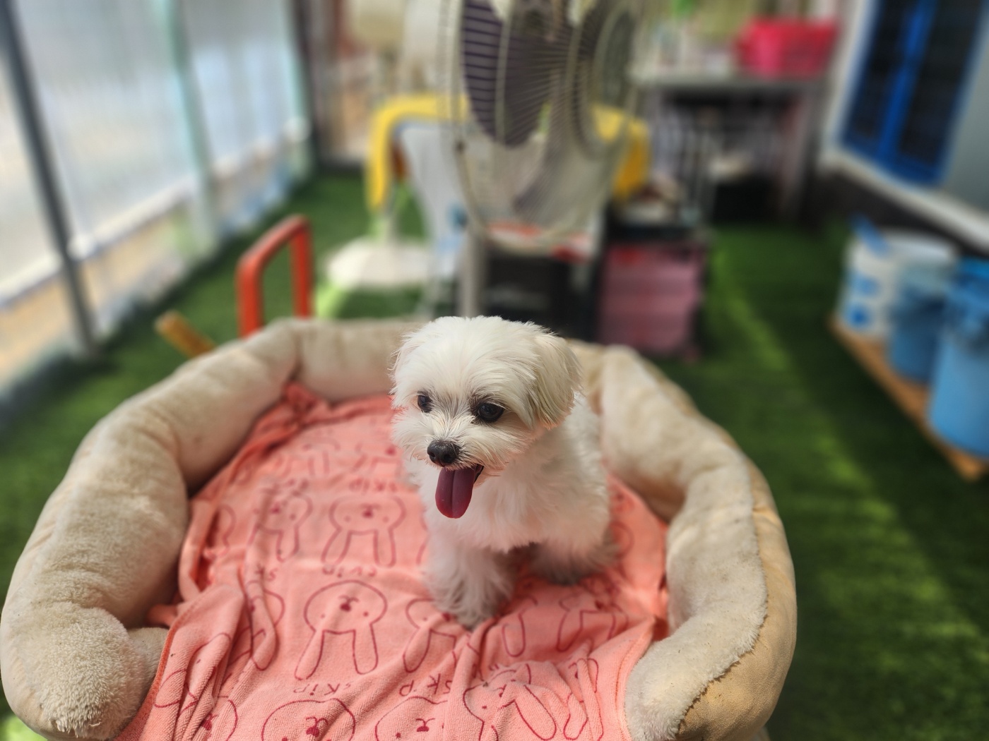 칠곡유기동물보호센터_447522202400107