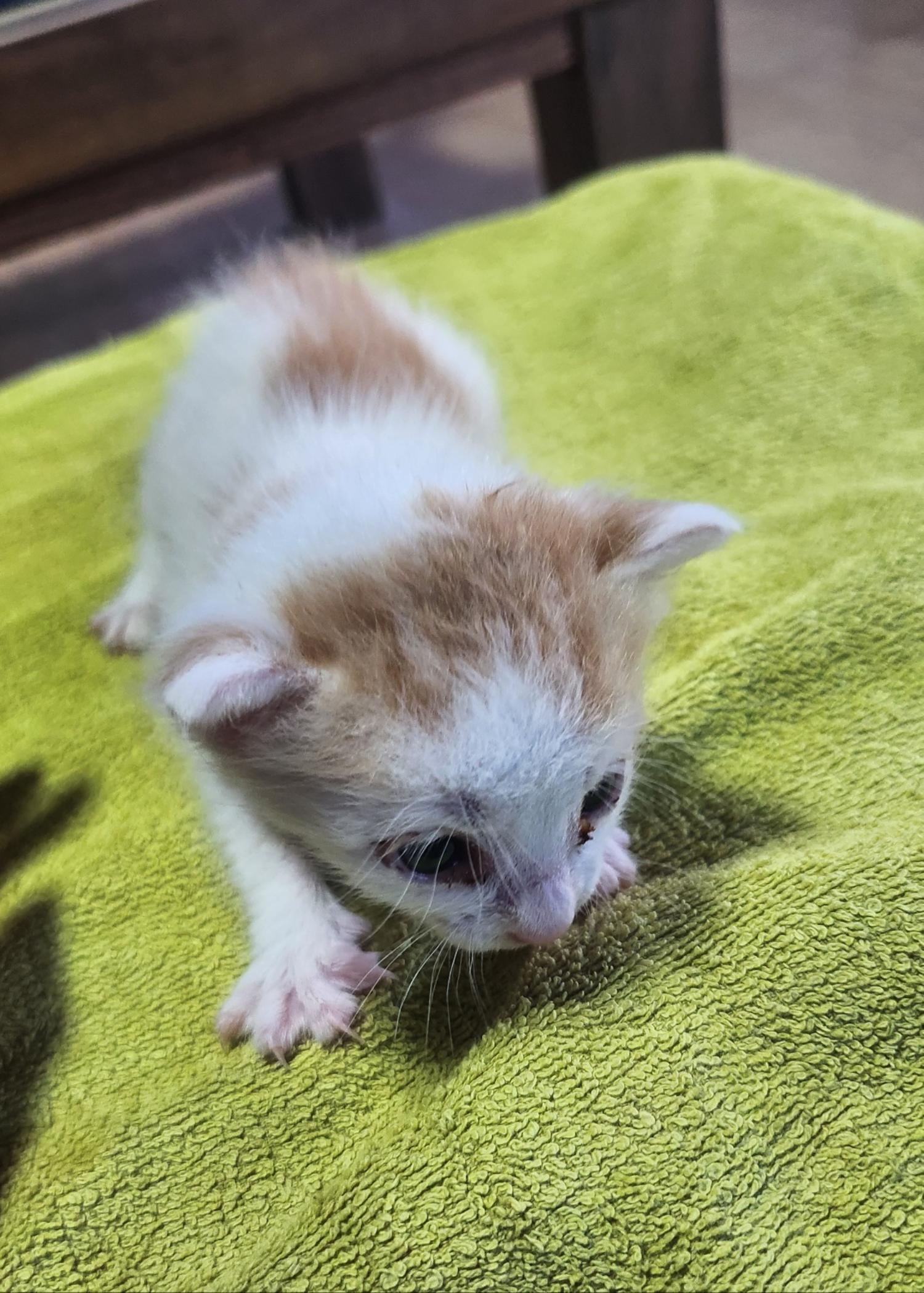 보호중 한국 고양이…