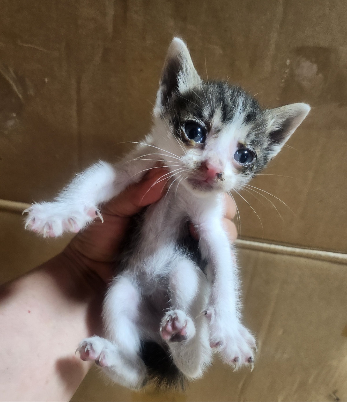 울산유기동물보호센터_431372202400301
