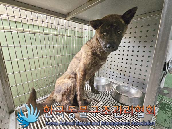 종료(안락사) 믹스…