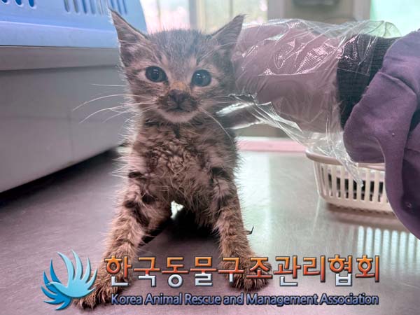 한국동물구조관리협회_411307202400312
