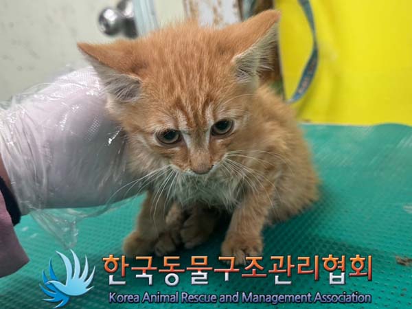 종료(자연사) 한국…