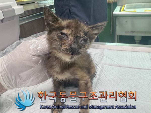 종료(자연사) 한국…