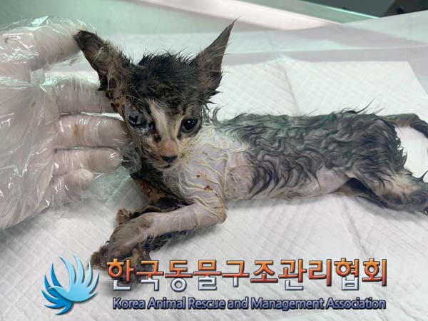 한국동물구조관리협회_411300202400266