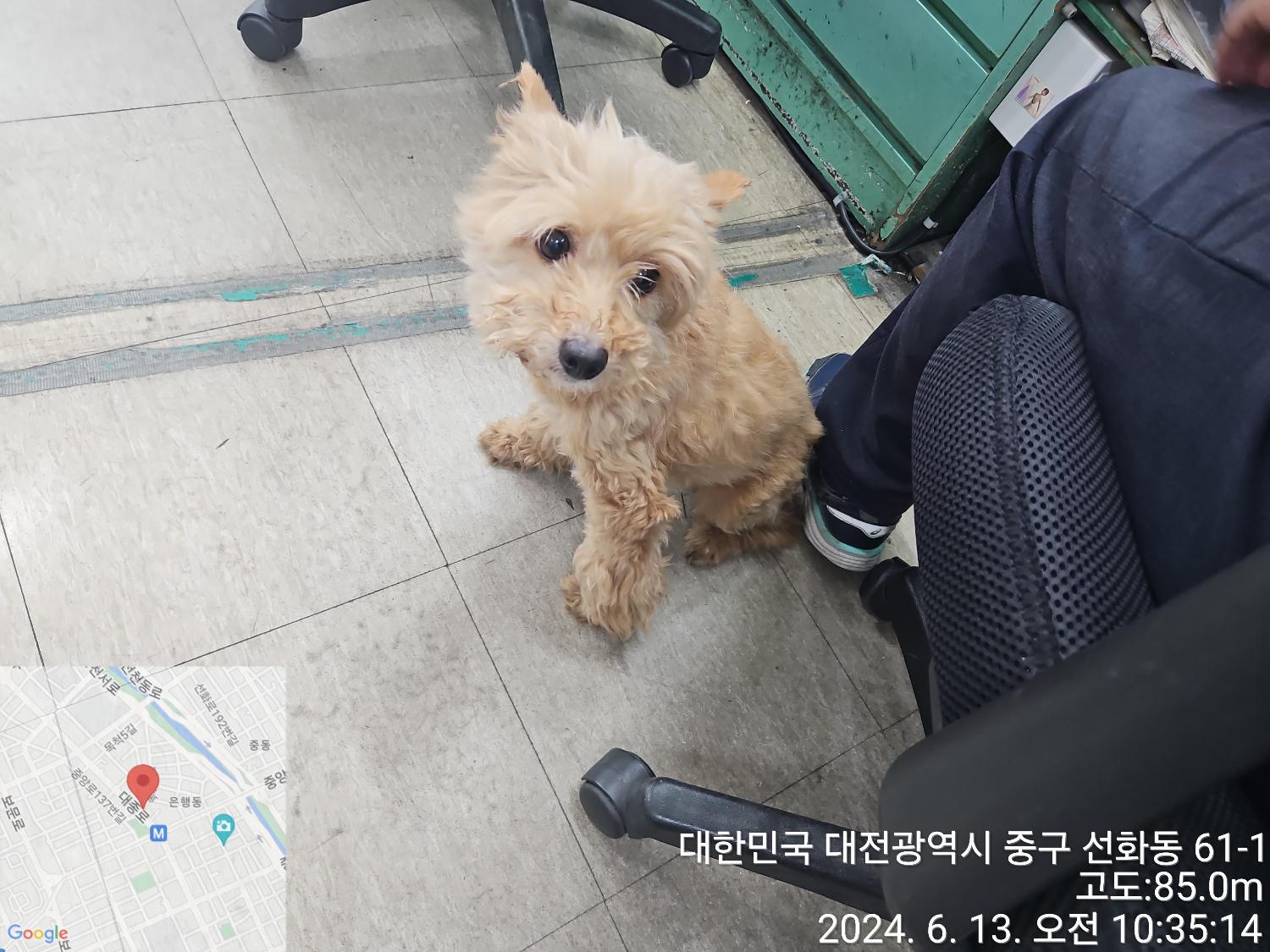 대전동물보호센터_430365202400238