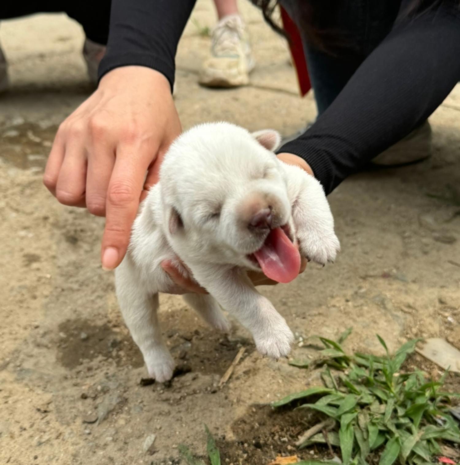 아산동물복지지원센터_444452202401705