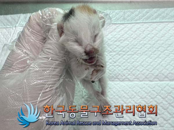 한국동물구조관리협회_441382202400520