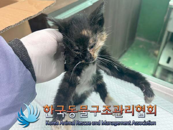 종료(자연사) 한국…
