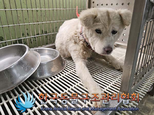 한국동물구조관리협회_441409202400920