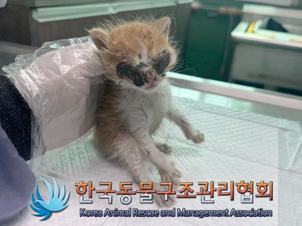 한국동물구조관리협회_411303202400249