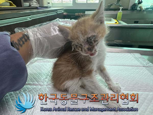 종료(자연사) 한국…
