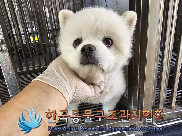 보호중 포메라니안의…