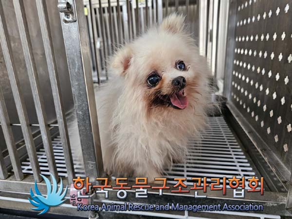 보호중 포메라니안의…