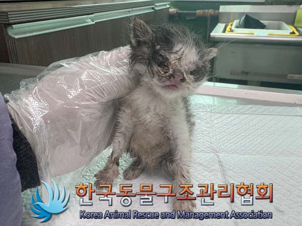 종료(입양) 한국 …