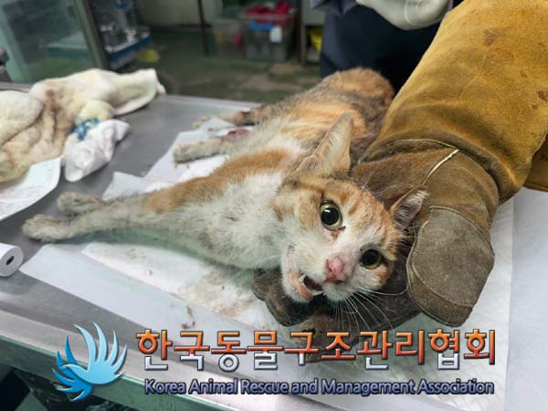 한국동물구조관리협회_411311202400512