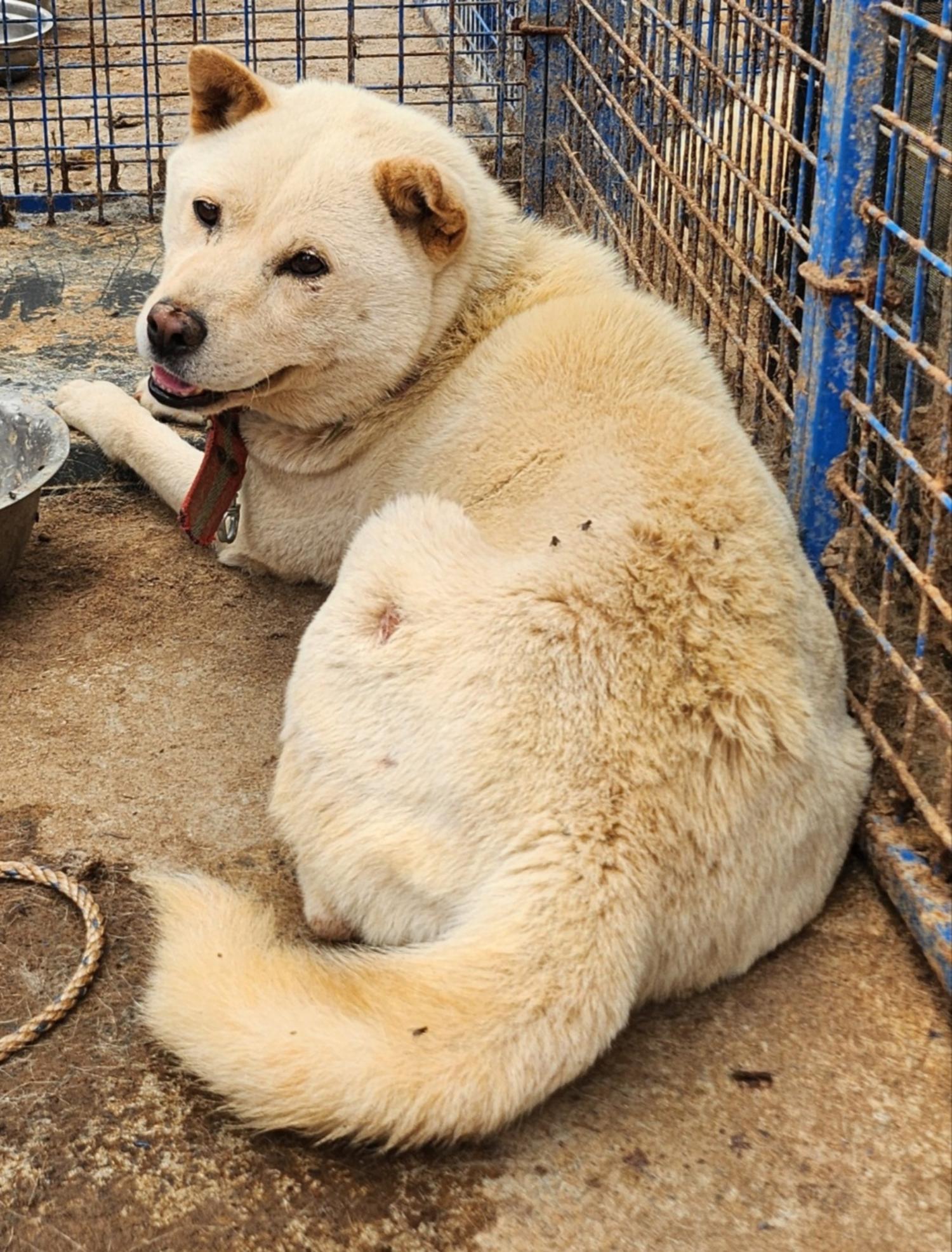 보호중 믹스견의 가…