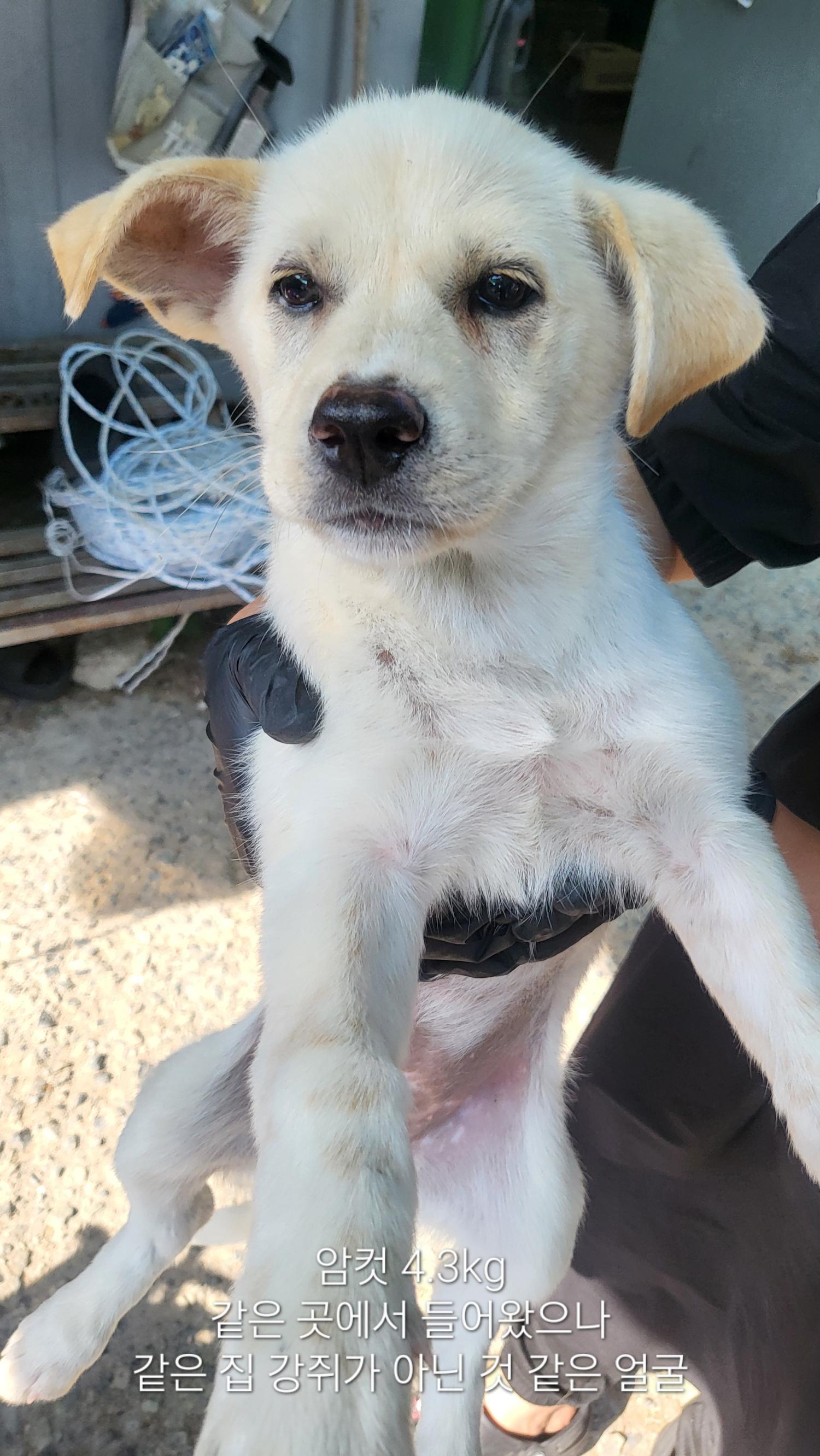 울산유기동물보호센터_431372202400304