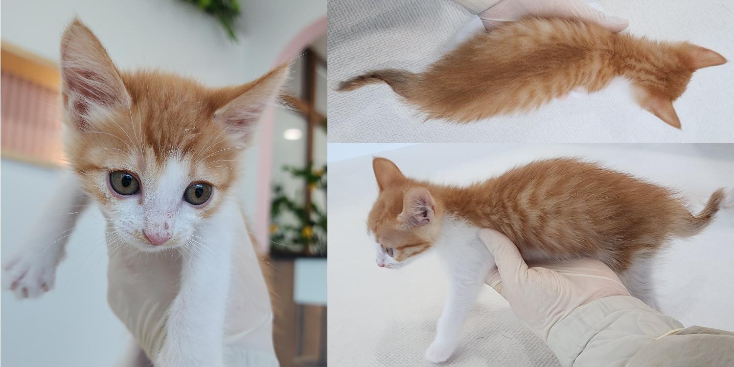 [고양이] 한국 고양이 충남-서산-2024-00303 유기동물 배경 이미지 입니다.
