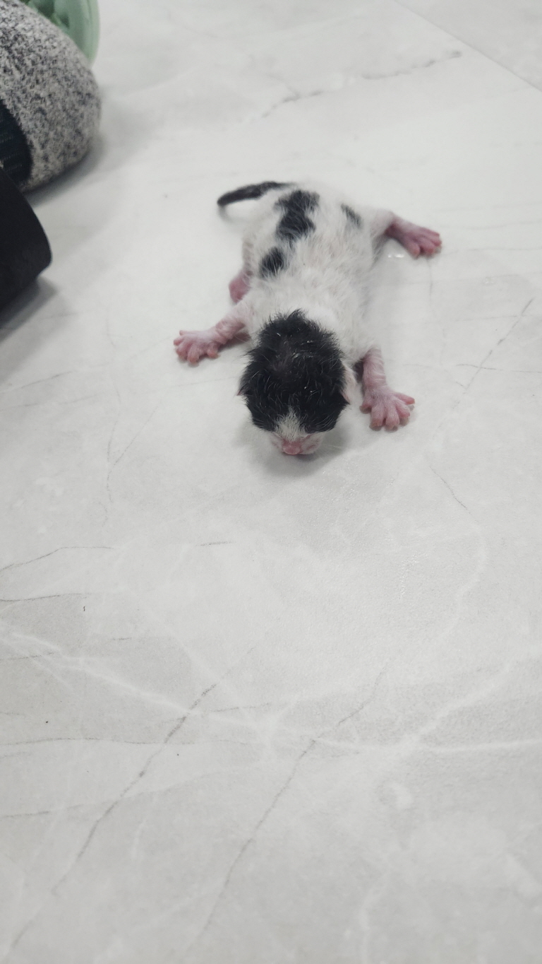 익산유기동물보호소_445468202401778