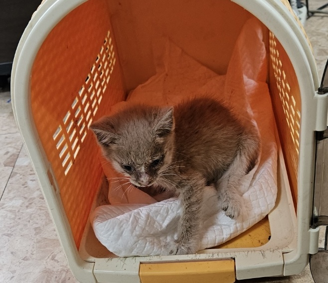 종료(자연사) 한국…