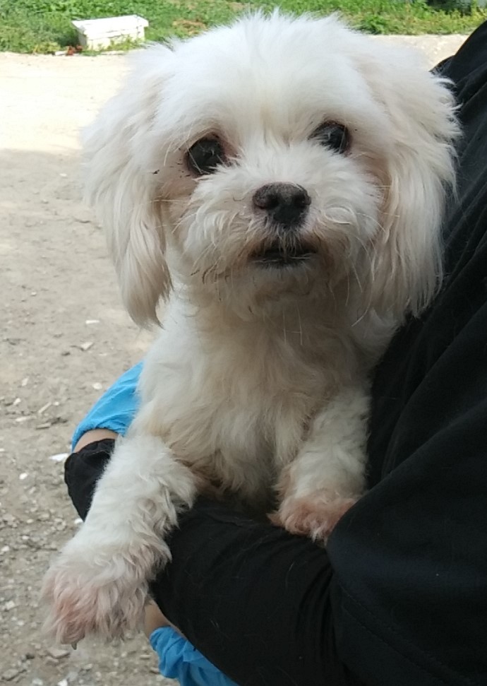 인천광역시수의사회_428351202400448