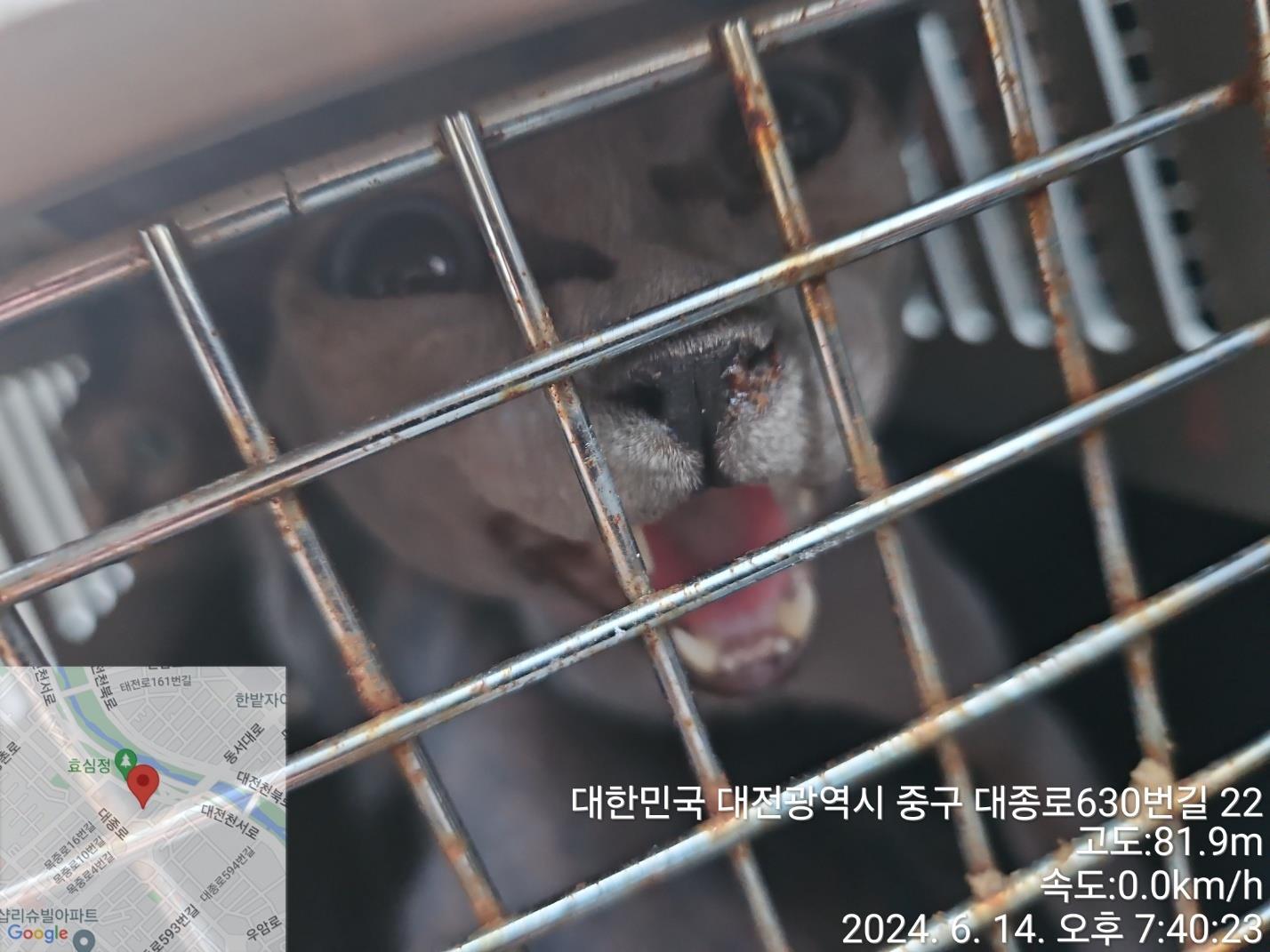 보호중 스핑크스의 …