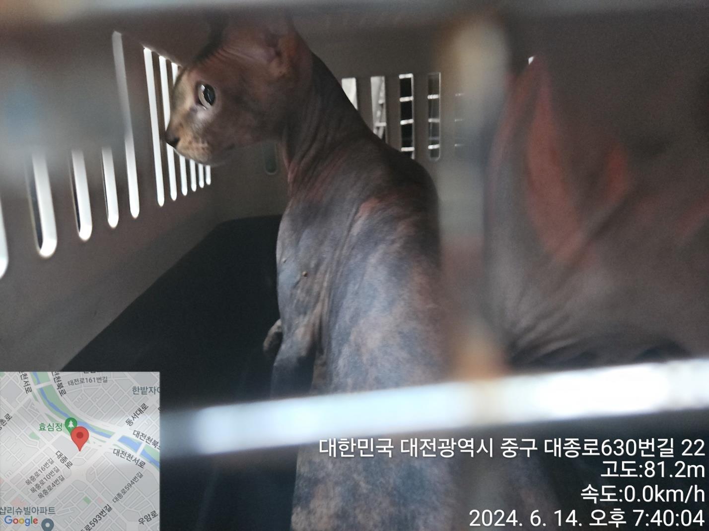보호중 스핑크스의 …