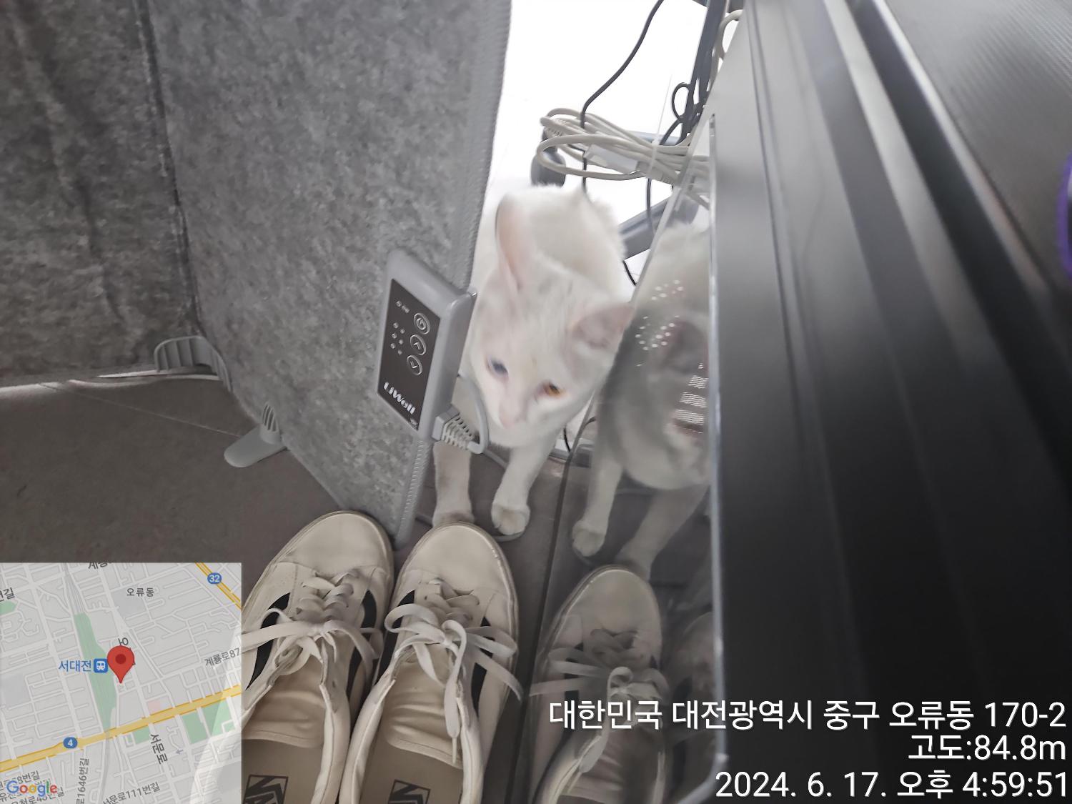 보호중 터키시 앙고…