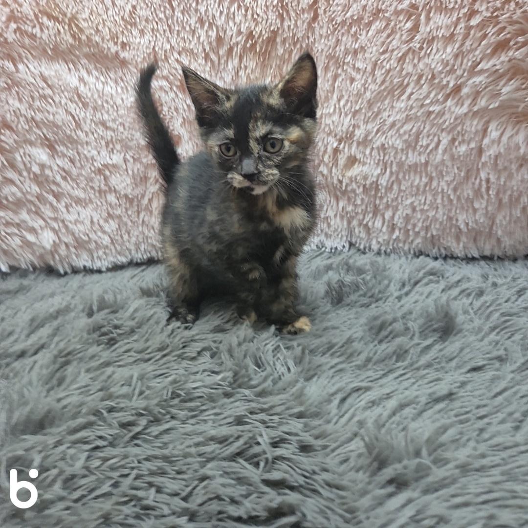보호중 한국 고양이…