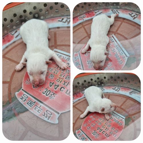 부안군 동물보호센터_445479202400496