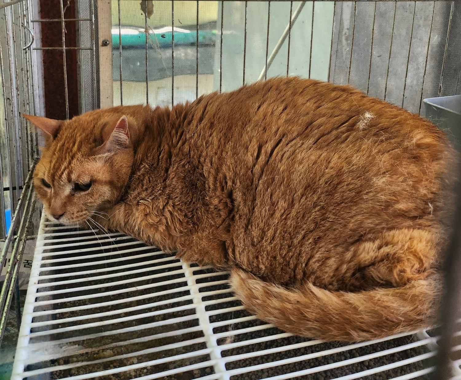 보호중 한국 고양이…